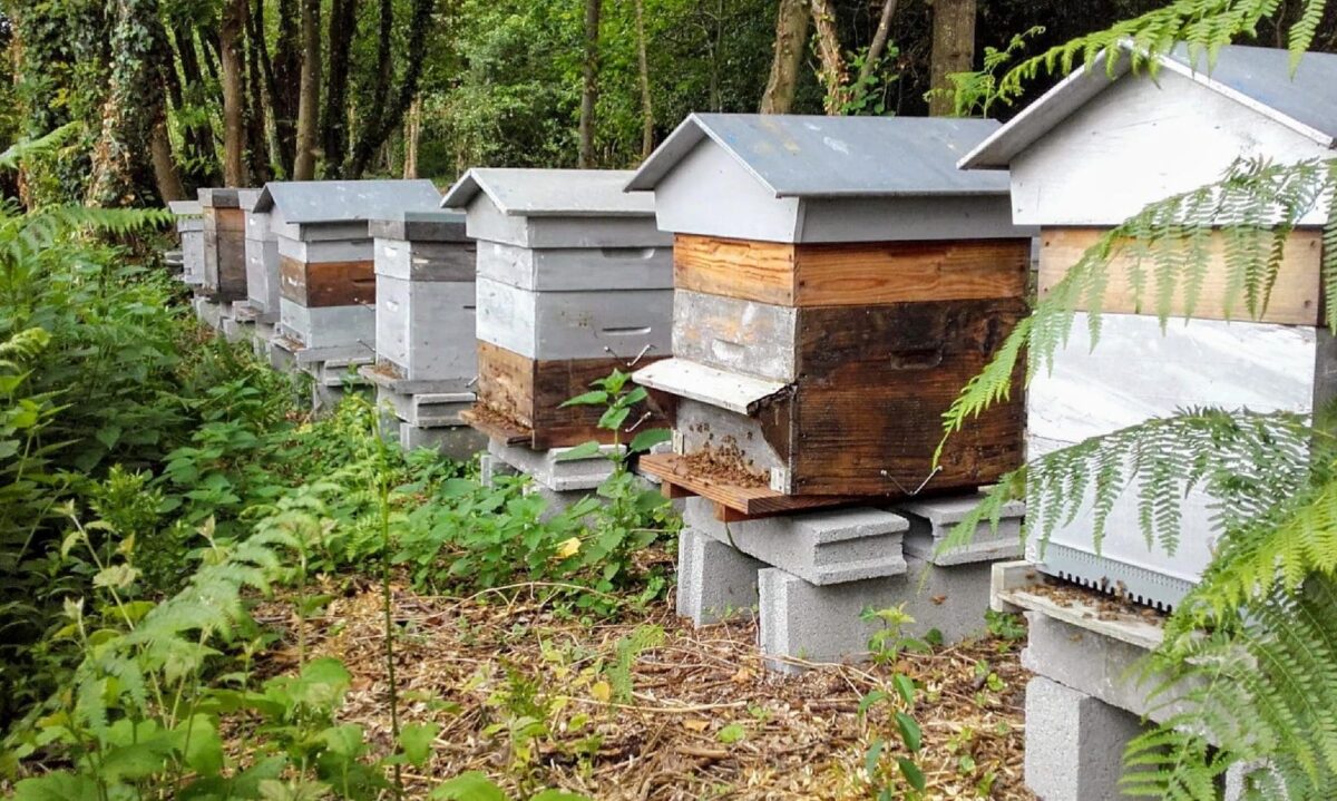 Découvrez les délices du restaurant Lardenne : une expérience gastronomique inoubliable !