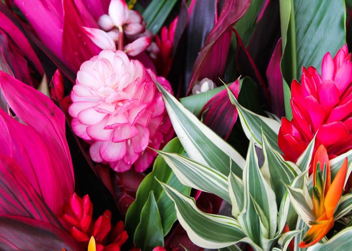 Le jardin des roses : une explosion de couleurs et de parfums