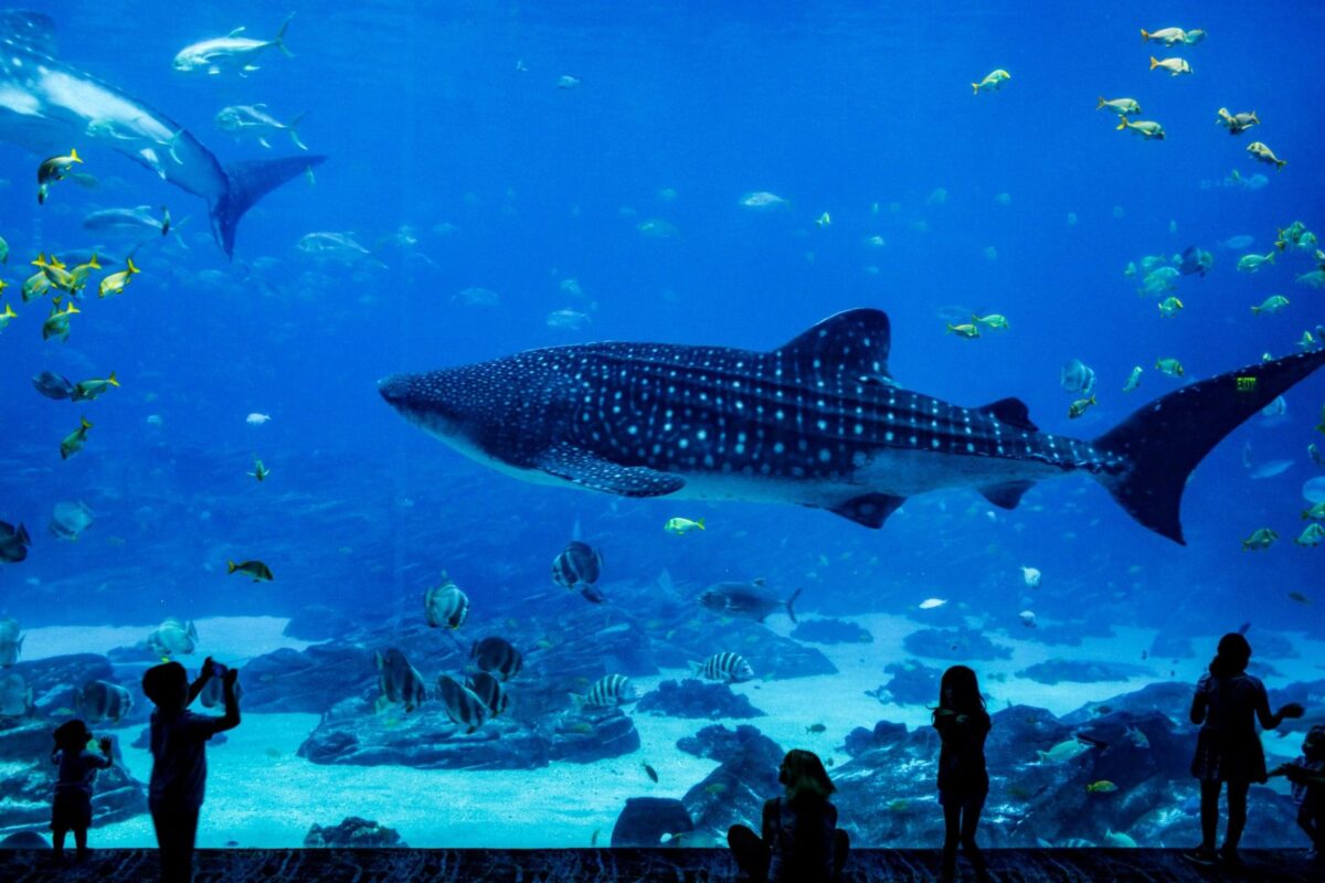 L&rsquo;Aquarium du Périgord Noir : Avis et Découvertes Subaquatiques