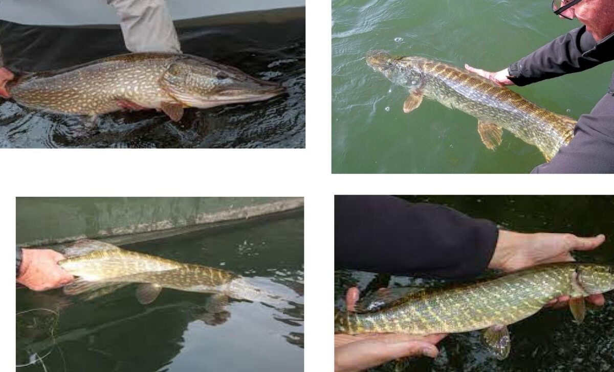 Comment les pêcheurs utilisent-ils les bateaux de pêche pour leur métier ?