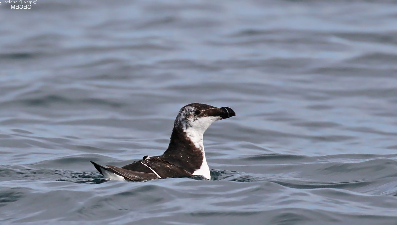 La Grande-Motte : Quels sont les avantages d&rsquo;une plage privée pour vos vacances ?
