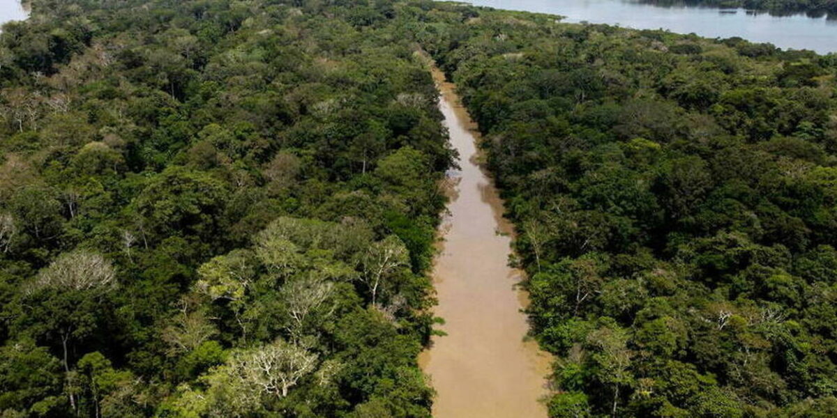 Comment survivre dans la forêt amazonienne ?