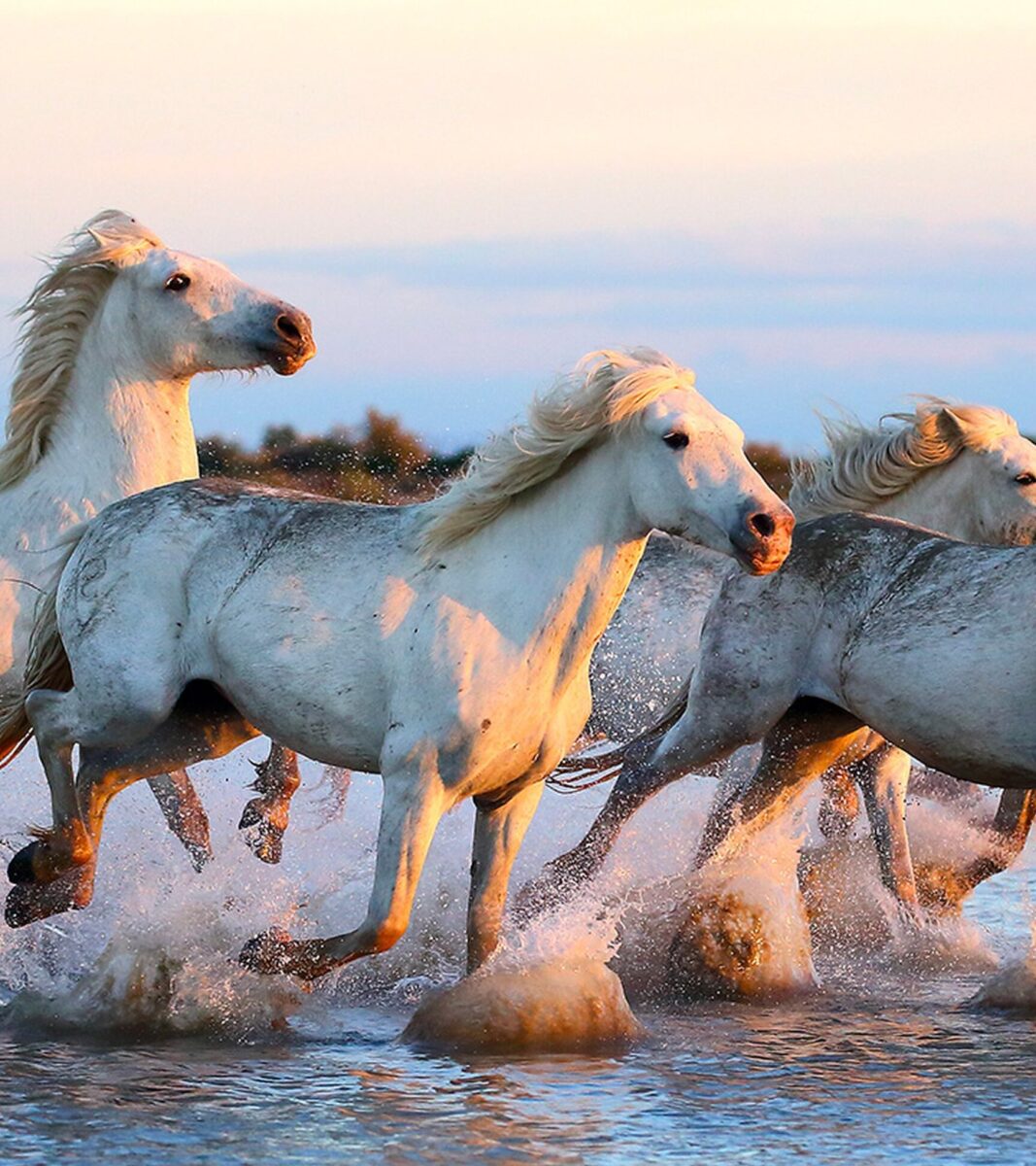 Plage de Beauduc : Évasion secrète en Camargue