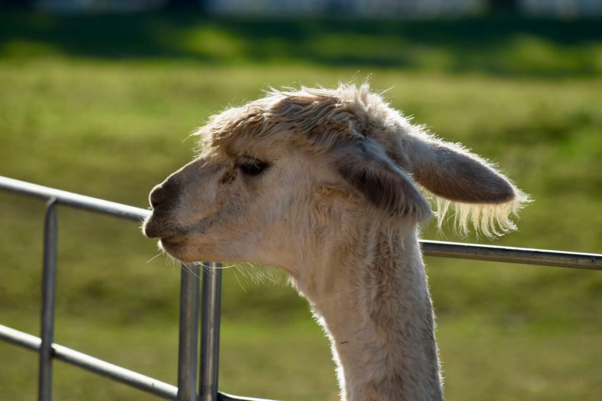 Quelles sont les noms des fleurs de montagne ?