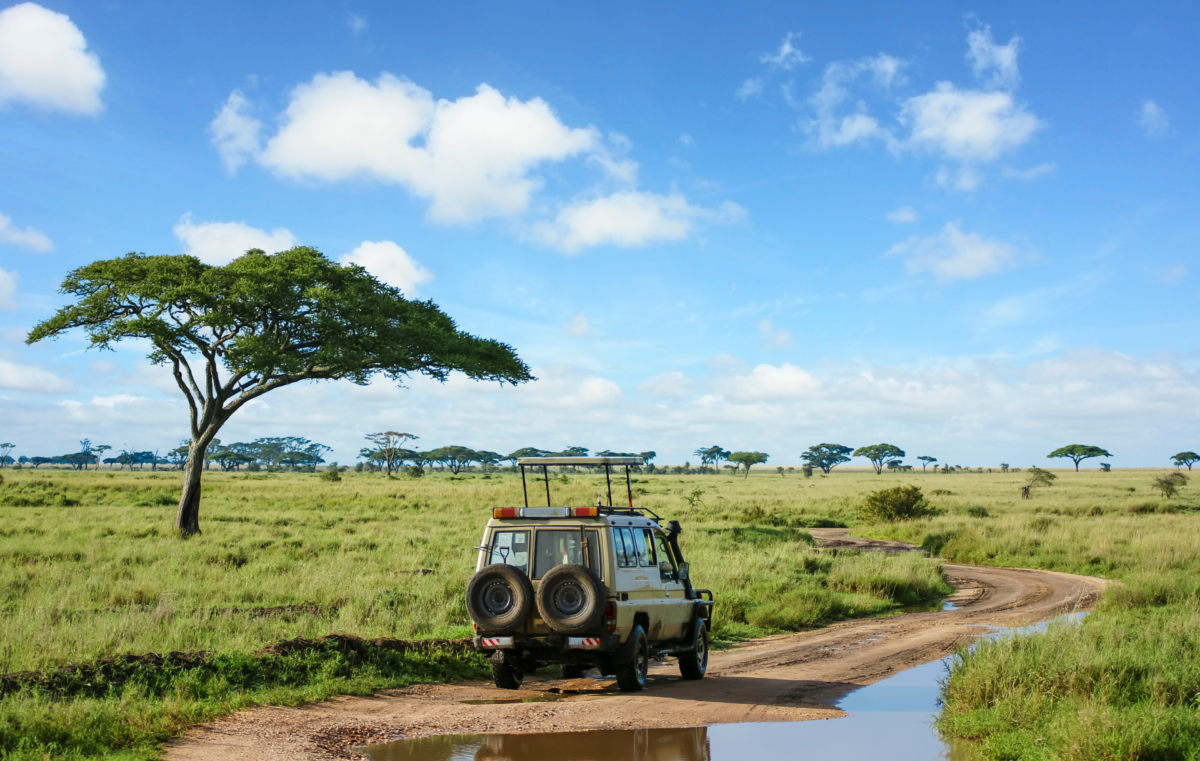 Safari en Afrique : partir à la rencontre de la faune sauvage
