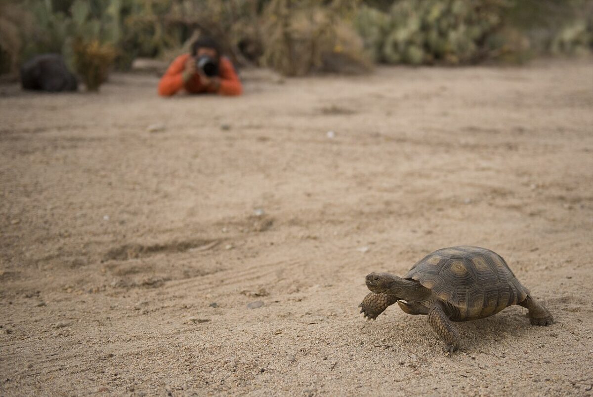 faune sauvage téléobjectif