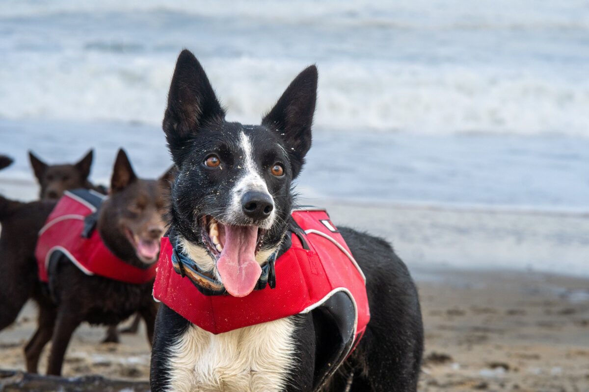 Chien tenu en laisse sur une plage de sable au bord de la mer